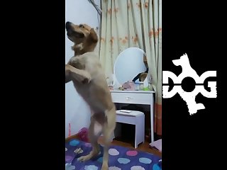 Ass Fuck Dog