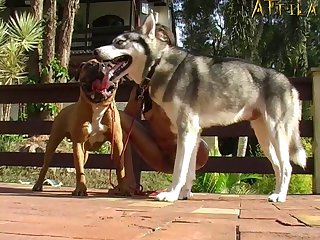 Dog Fuck Stockings