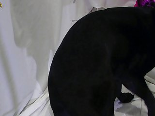 Dog Force Fucks Girl Porn