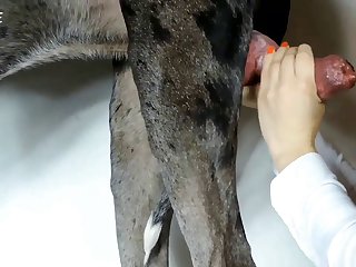 Www Zoofilia .com