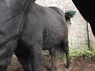 Animal Oral Porn