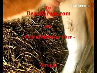 Animal Porn Scene