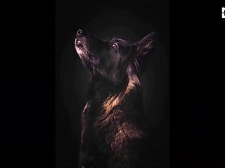 Animal Porn Big Dog