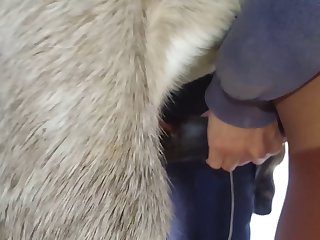 Animal With Men Porn