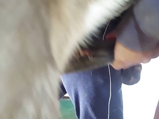 Animal With Men Porn