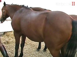 Korean Animal Porn