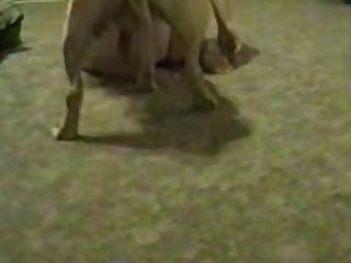 best clit porn videos page 1 at bestiality.zone
