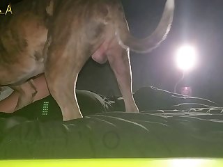 Animal Porn X Master