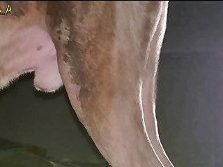 Animal Porn X Master