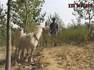 Porn Animal New