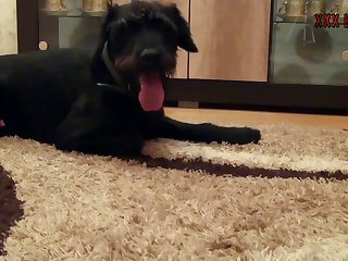 Xxx Animal Free Porn