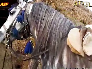 Animal Sex Human Porn