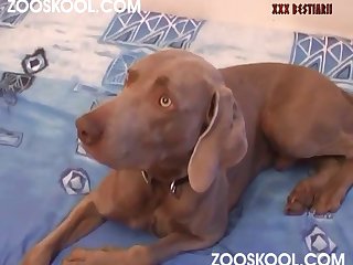 best massive porn videos page 1 at bestiality.zone