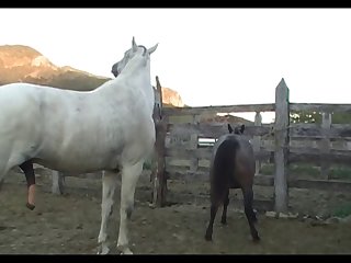 Lupe Vs Stallion Scene 01