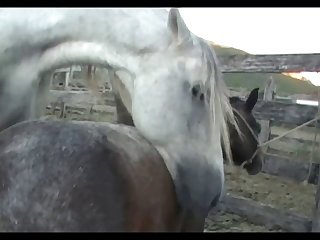 Lupe Vs Stallion Scene 01