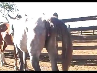 Hot Mare And Stallion