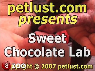 P121 Sweet Chocolate Lab