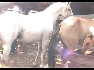 Stallion Hot Scene 2