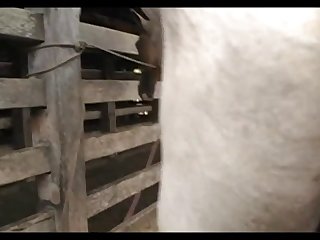 Stallion Hot Scene 2