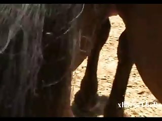 Mare Virgin 4