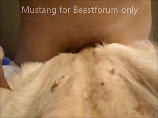 Brasilian Dog Porn