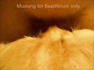 Brasilian Dog Porn