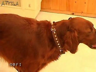 Man Fucks Big Dog Porn