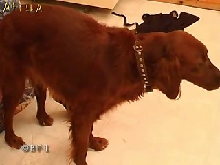 Man Fucks Big Dog Porn
