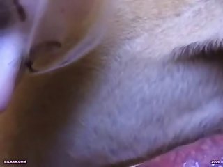 Pet Zoo Tube