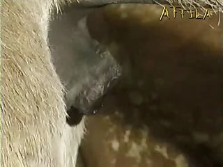 Luxury Zoophilie