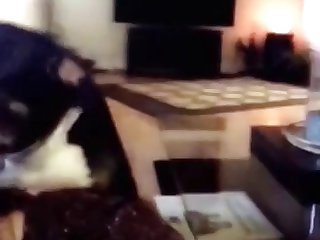 Animal Sex Video Dog