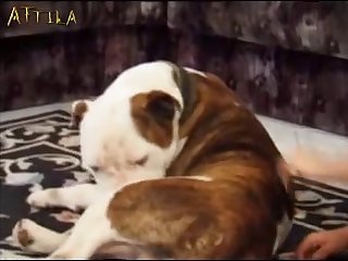 Asian Animal Sex Porn