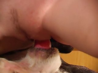 Animal Sex Gorila