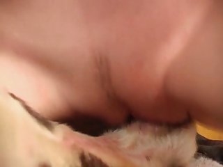 Animal Sex Gorila