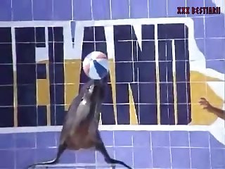 Big Boobs Animal Sex