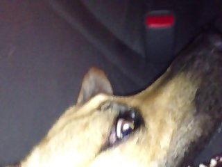 Pain Dog Porn
