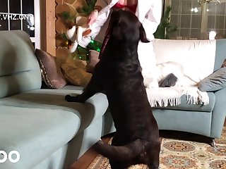 Desert Dog Porn