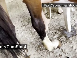 Porno De Elefantes