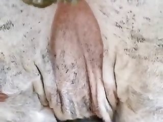 Porno Xxx El Toro