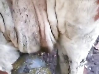 Porno Xxx El Toro
