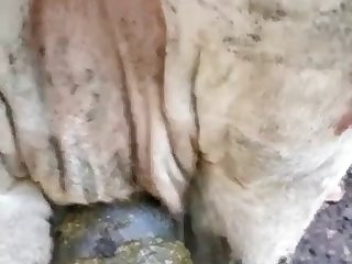 Porno Xxx El Toro
