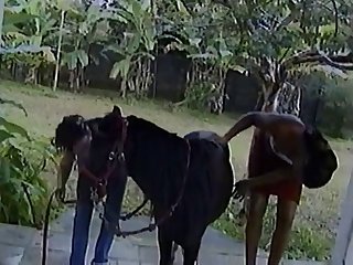 Horse Man Xvideo