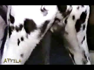 Animal Sex Have To Fuck With Dogs And Blow Horse Cocks 59 Min Animalsex Part 7