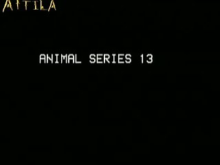 Vera Aka Sandora In Animal Series 13