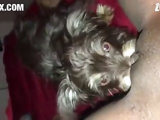 Puppy Enjoys Eating Virgin Pussy  Converted New