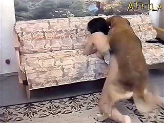 Dog And Girl